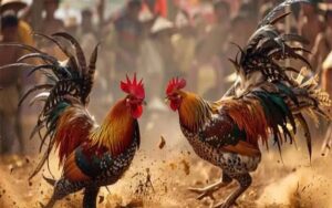 Đá gà trên mạng là gì