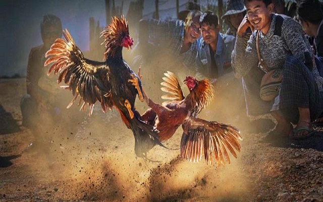 Phân biệt được các hình thức đá gà Phân biệt được các hình thức đá gà